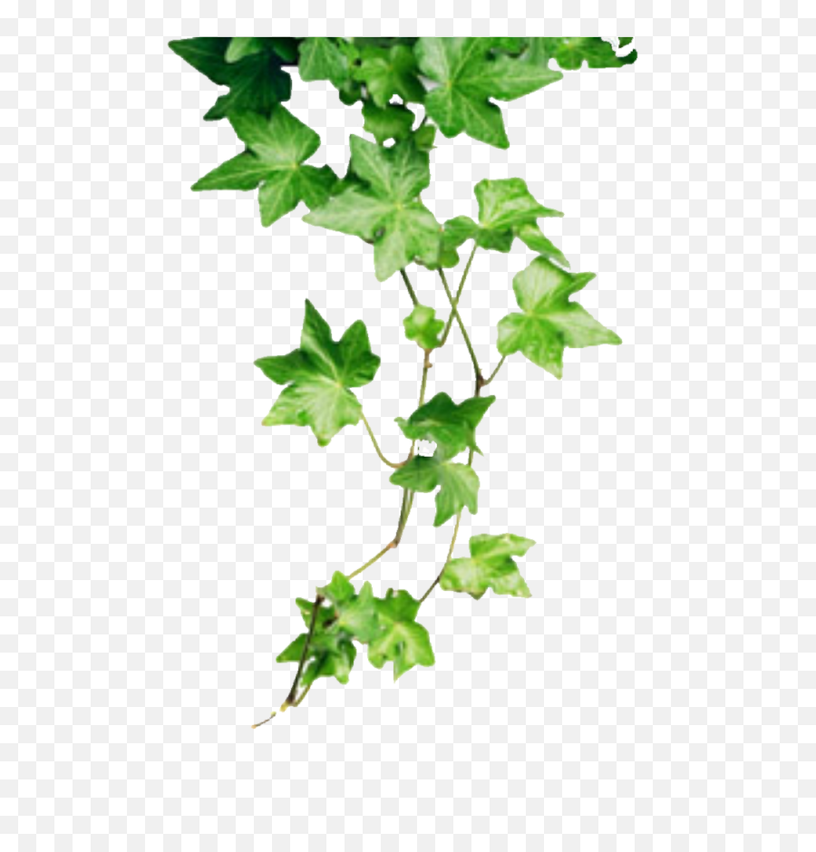 Ivy Plant - Take Care Of Ivy Plants Png,Ivy Png