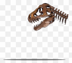 Museum Trip Gfldb - Tyrannosaurus Png,Dinosaur Skull Png