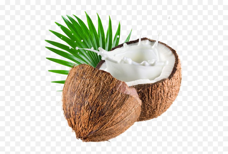 Coconut Png Image Transparent - Coconut Milk Png,Coconut Png