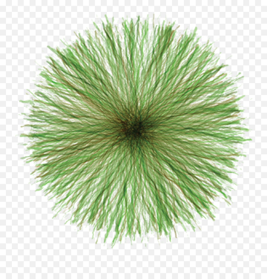 grass top view png