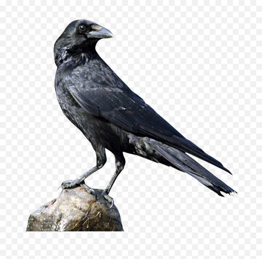 Crow Png Images Transparent - Crow Png,Crow Transparent
