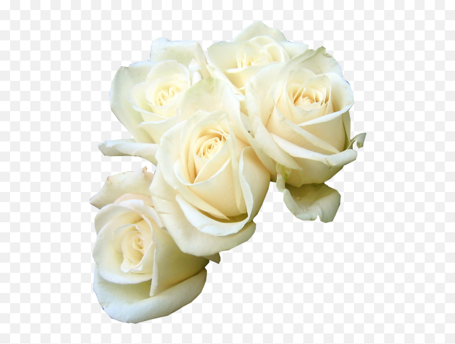 Rose Flower Bouquet White Clip Art - White Roses Transparent Background Png,White Roses Png