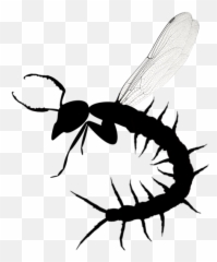 Antennae Dragonfly Wings Centipede - Centipede With Dragonfly Wings Png,Centipede Png