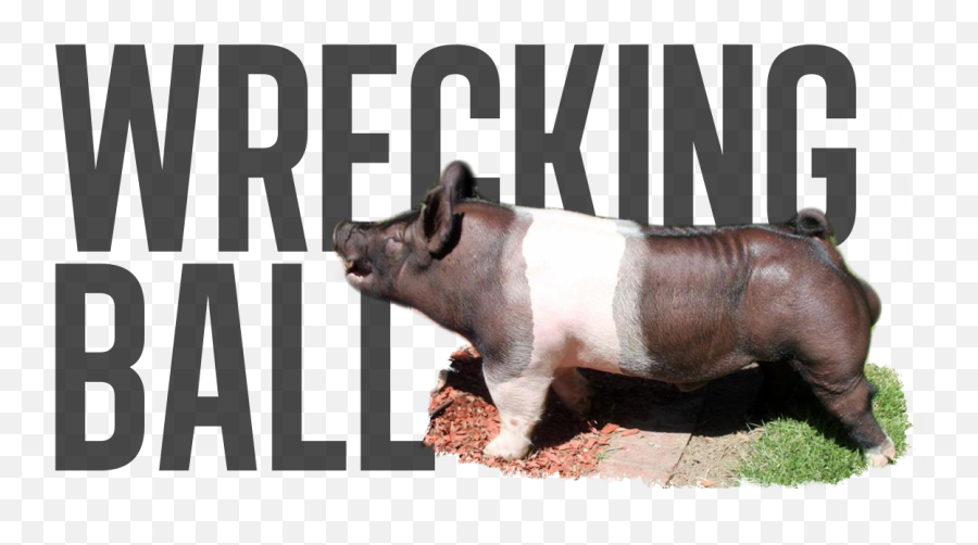 Download Hd Wrecking Ball - Preorder Overrun Last Call Sumatran Rhinoceros Png,Wrecking Ball Png