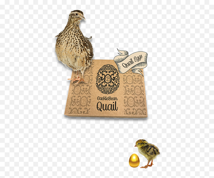 Quail Eggs Cacklebean - Ruffed Grouse Png,Quail Png