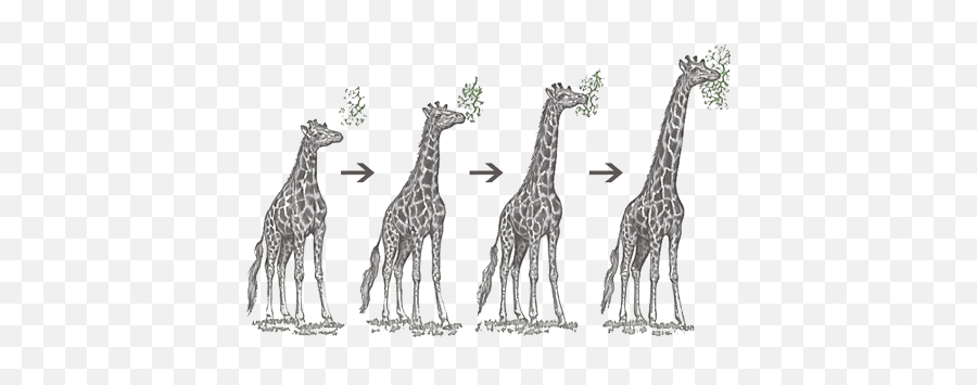 Download Giraffe Evolution - Giraffe Before Long Neck Full Ereditarietà Dei Caratteri Acquisiti Png,Neck Png