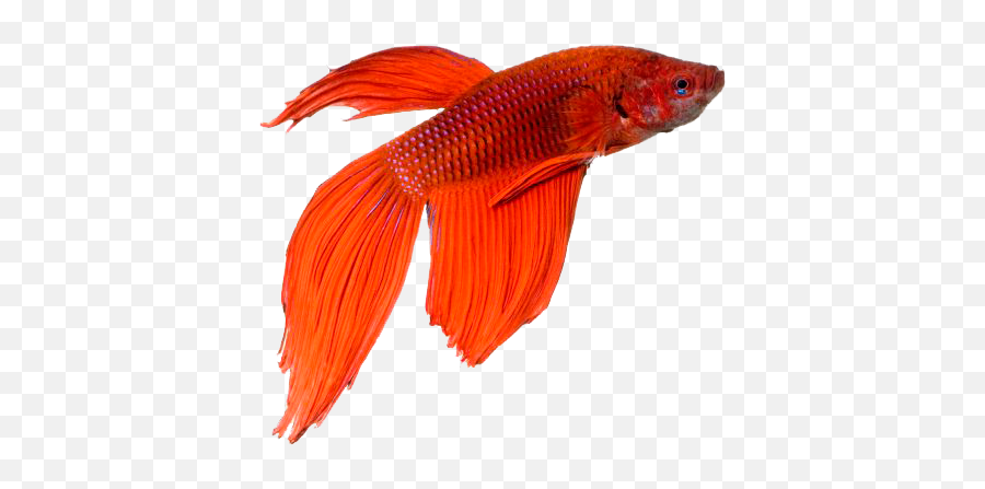 Download Hd Betta - Fish Transparent Png Image Nicepngcom Goldfish,Betta Fish Png