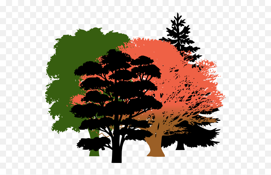 Download Get Free High Quality Hd Wallpapers Oak Tree - Pine Tree Silhouette Png,Oak Tree Silhouette Png