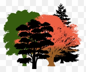 Download Get Free High Quality Hd Wallpapers Oak Tree - Pine Silhouette png