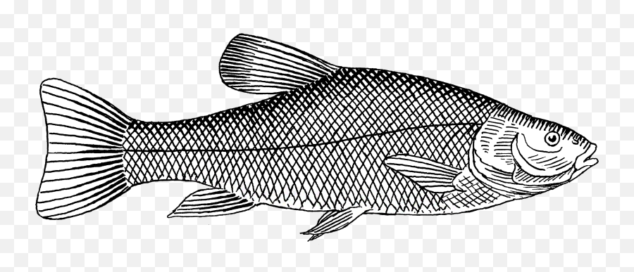 Trout - Fish Png Black White,Trout Png