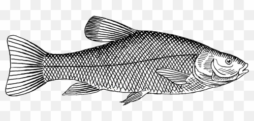 Trout - Fish Png Black White,Trout Png