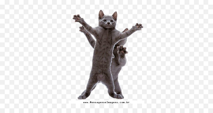 Cat Dancing Gif - Transparent Dancing Cat Gif Png,Dancing Cat Gif  Transparent - free transparent png images 