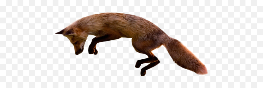 Jumping Fox Transparent Image - Fox Jumping White Background Png,Transparent Animals