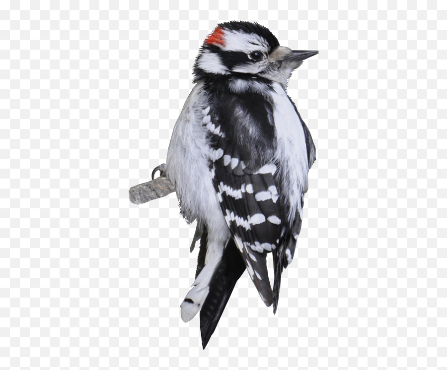 Download Downy Woodpecker Png Image - Downy Woodpecker Transparent Background,Woodpecker Png