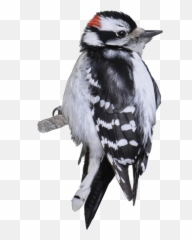 Download Downy Woodpecker Png Image - Downy Woodpecker Transparent Background,Woodpecker Png