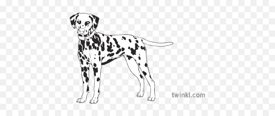 Dalmatian With Yellow Collar Dog Pet Animal Mammal Canine - Dot Png,Dalmatian Png