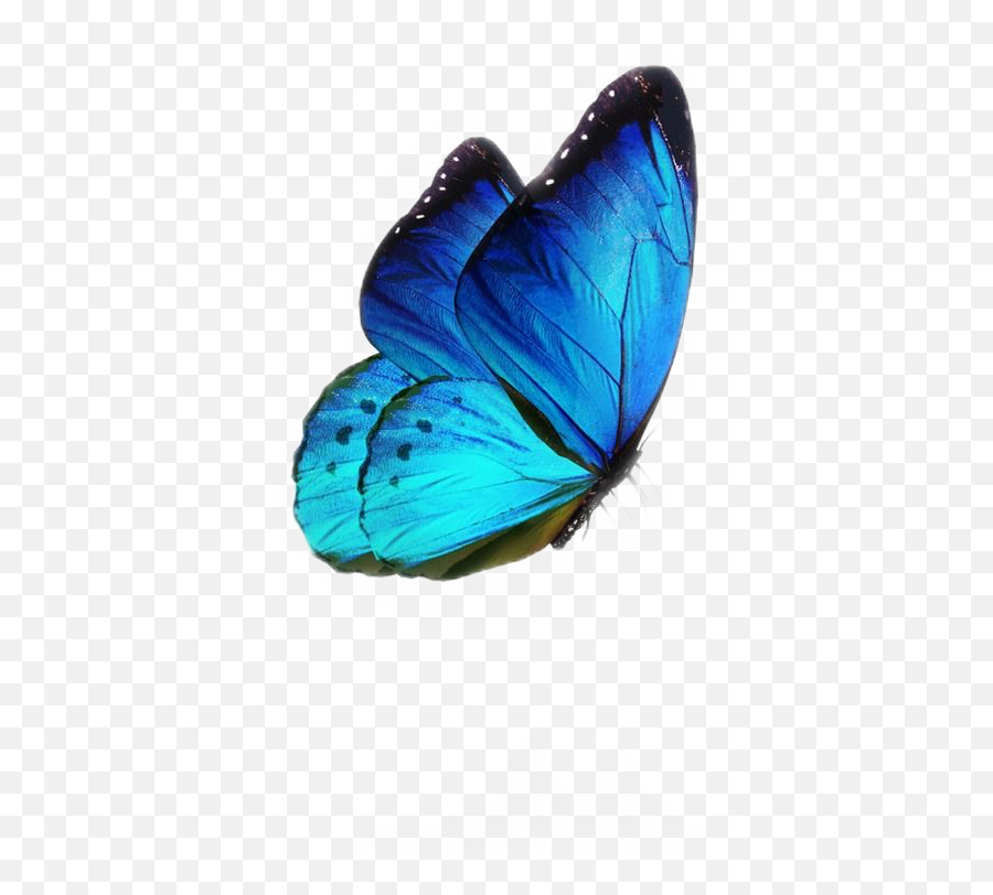 Blue Aesthetic Tumblr Butterfly Sticker By Cs Designs - Butterflies Png,Blue Transparent Tumblr