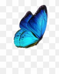 Blue Aesthetic Tumblr Butterfly Sticker By Cs Designs - Butterflies png
