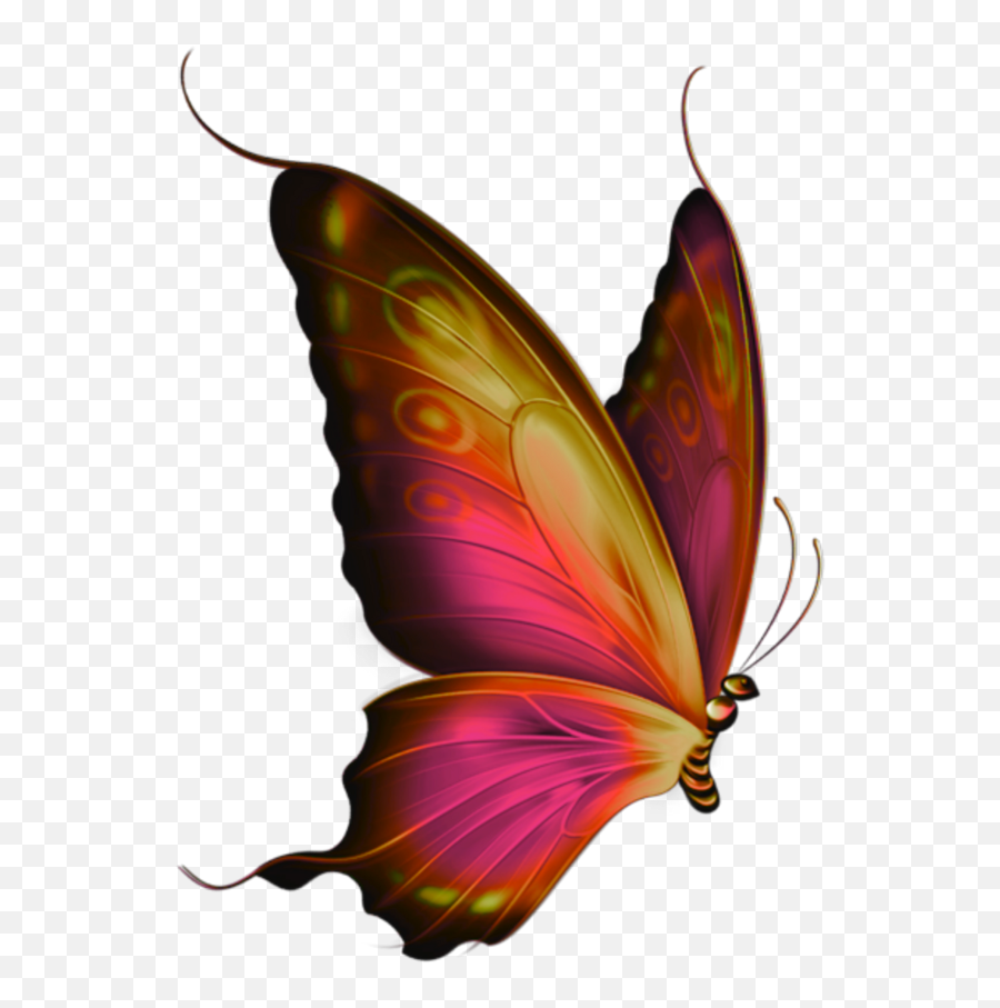 butterfly side flying