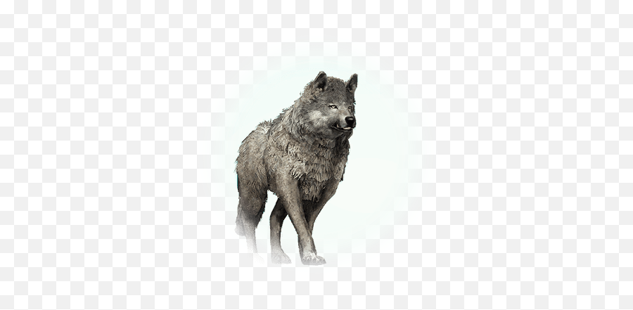 Gray Wolf - Bdo Gray Wolf Png,Icon Wolf Helmet
