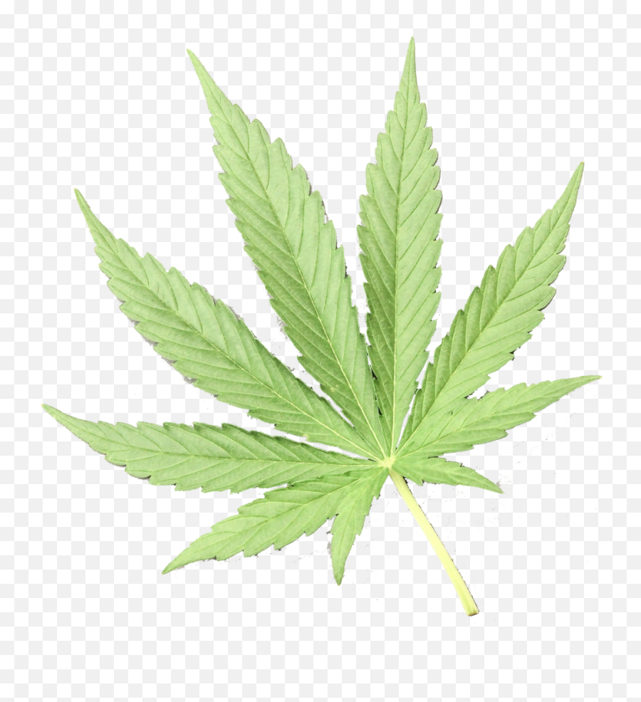 Cannabis Ready Or Not Alberta - Cannabis Png,Marijuana Plant Png