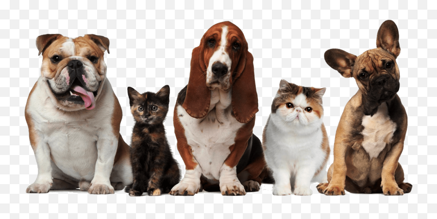 Main - Dogs And Cats Pets Png,Dogs Png