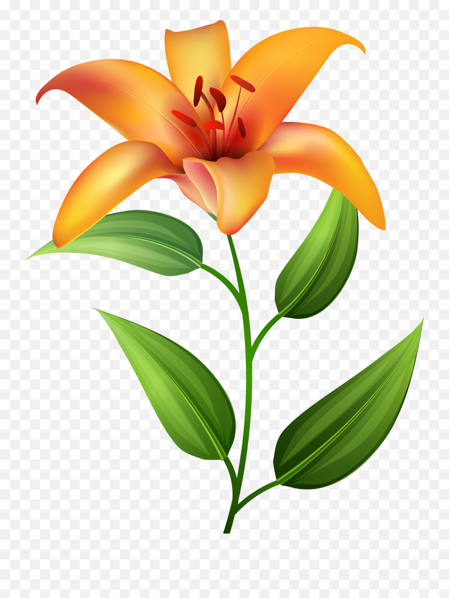 Tiger Lily Clipart Transparent PNG