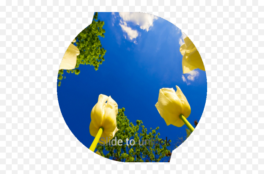 Tulips Lock Screen Plus Apk 10 - Download Apk Latest Version Wallpaper Png,Tulips Icon