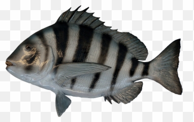 Fish Png Transparent Image - Pilot Fish Transparent,Fish Swimming Png