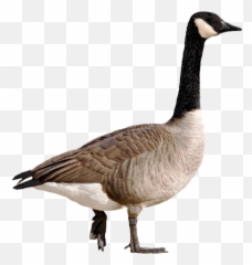 Picture - Goose Png,Goose Transparent