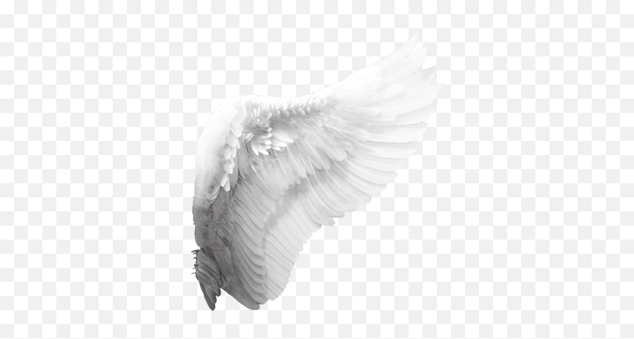 Google Search Angel Wings Png Tumblr - Transparent Background Angel Wings Png,Angel Wings Transparent Background