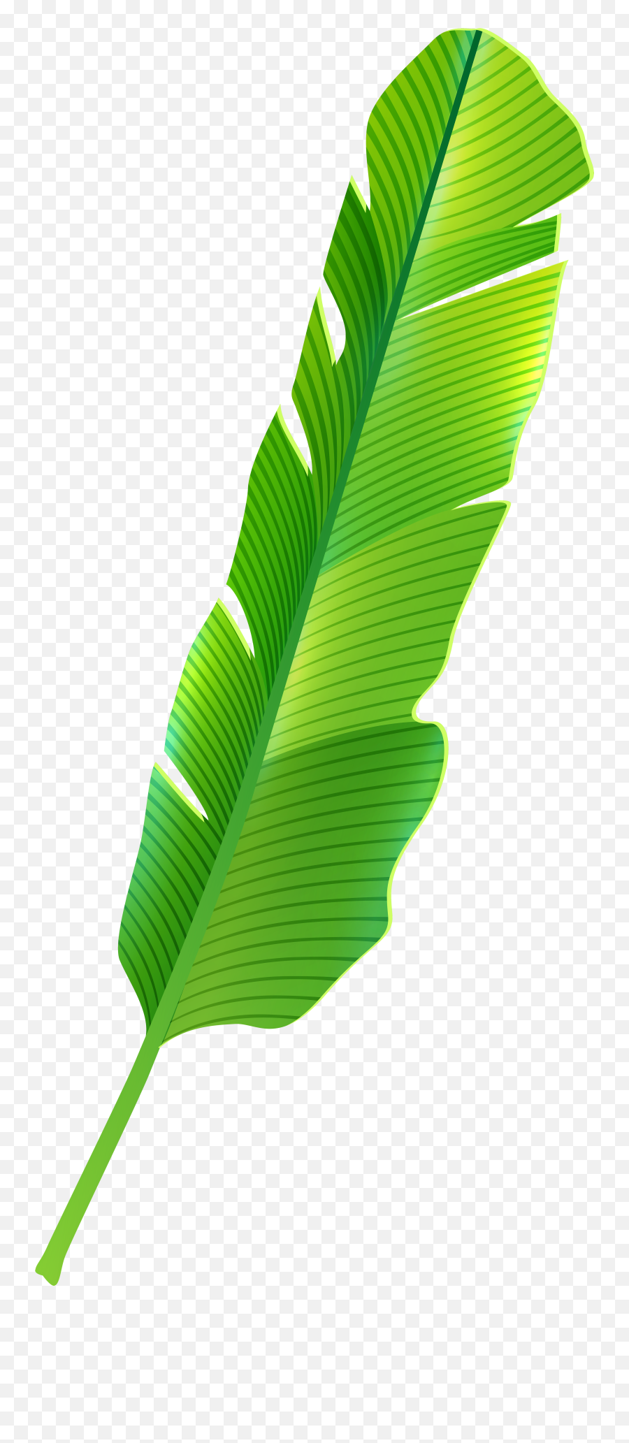 Leaf Clipart File Transparent Free For Download - Banana Leaf Png Clipart,Cannabis Leaf Png