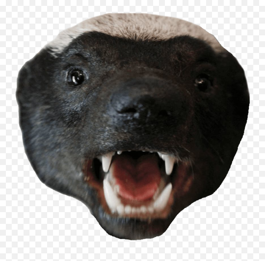 Honey Badger Transparent Images Png - Honey Badger,Honey Transparent