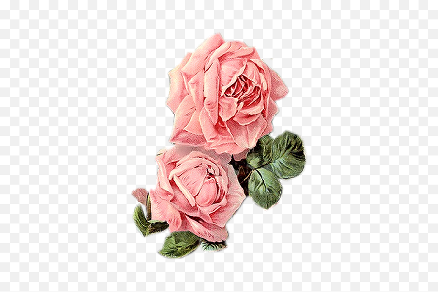 Download Vintage Roses Floral - Pink Vintage Flowers Png,Vintage Flowers Png