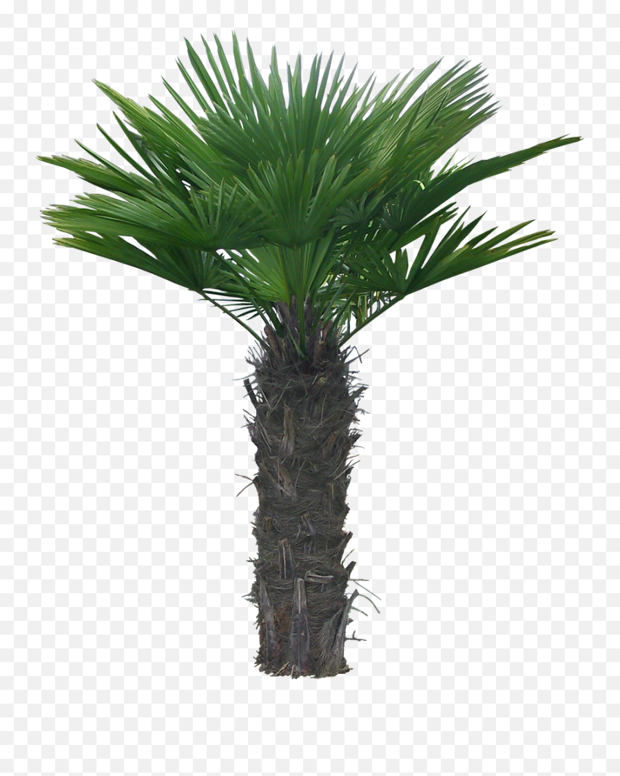 Arboles - Palm Trees Png,Palmeras Png