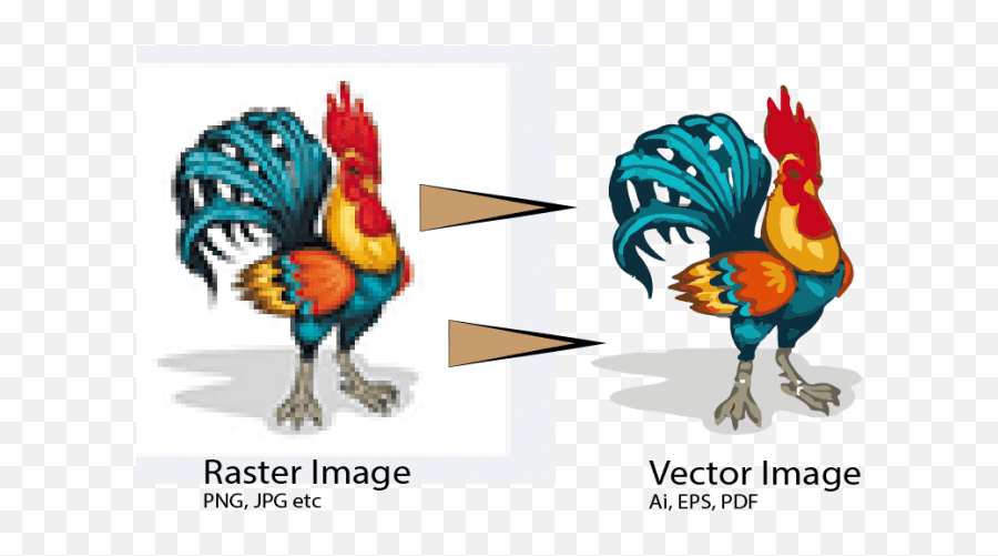 Download Vectorise Or Vector Trace Your - Rooster Vector Png,Vectorise Png