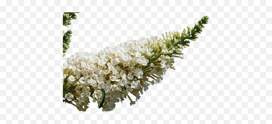 Butterfly Bush Png Image - White Flowers Png Bush,Flower Bushes Png