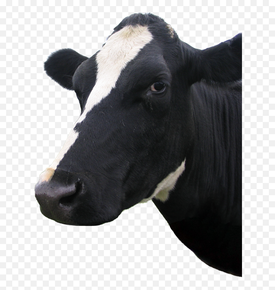 Cow Face Image - Right Alpha Genetics Inc Dairy Cow Png,Cow Face Png