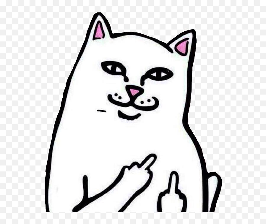 Middlefinger Cat Cats Funnycat Meme - Meme Cat Middle Finger Png,Funny Cat Png