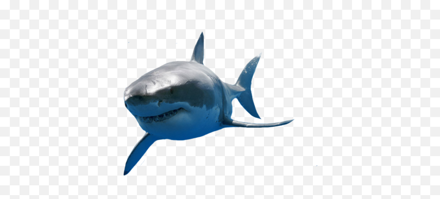 Great White Shark Png 4 Image - Great White Shark Png,Shark Transparent Background