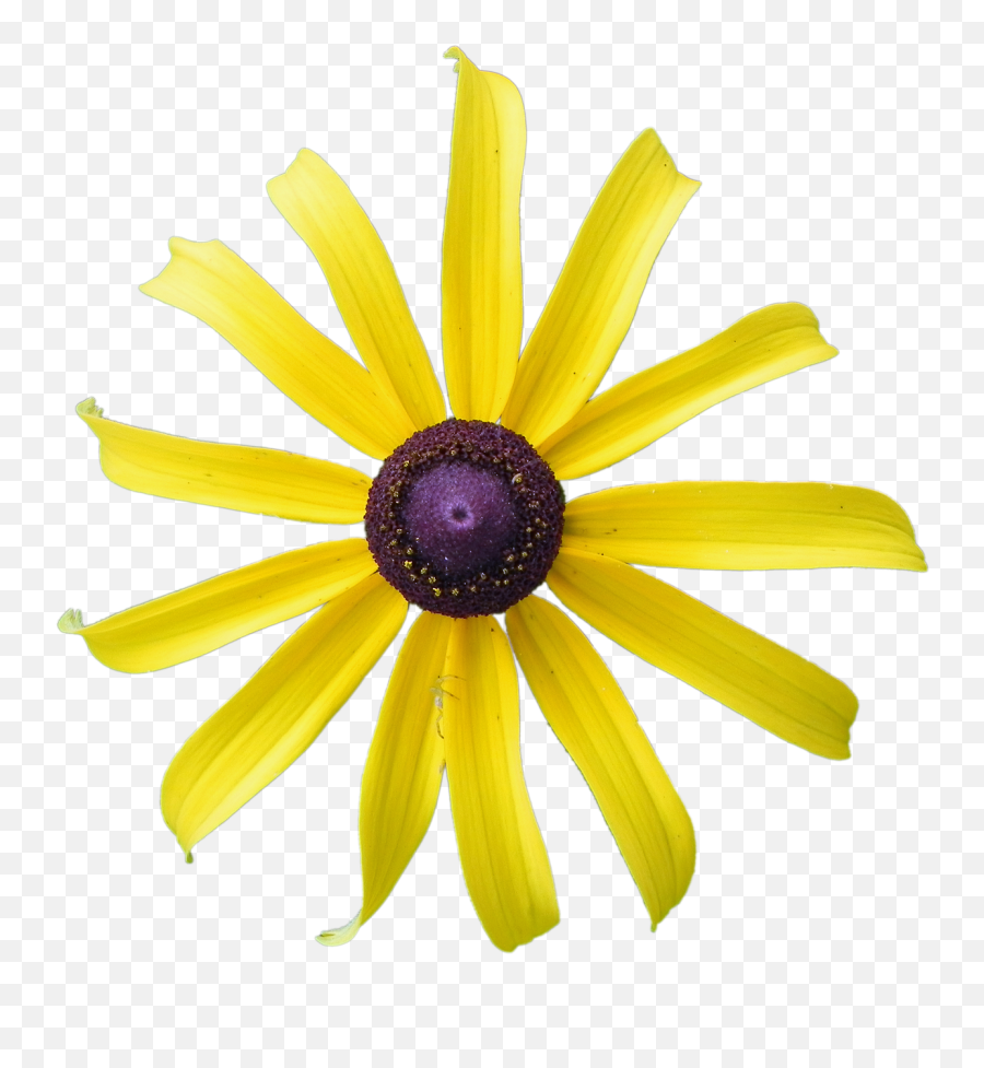 Yellow Flower Rudbeckia - Free Photo On Pixabay African Daisy Png,Yellow Flower Png