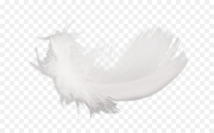 Download Hd Free Png Feather Images Transparent - Macro Photography,Black Feather Png
