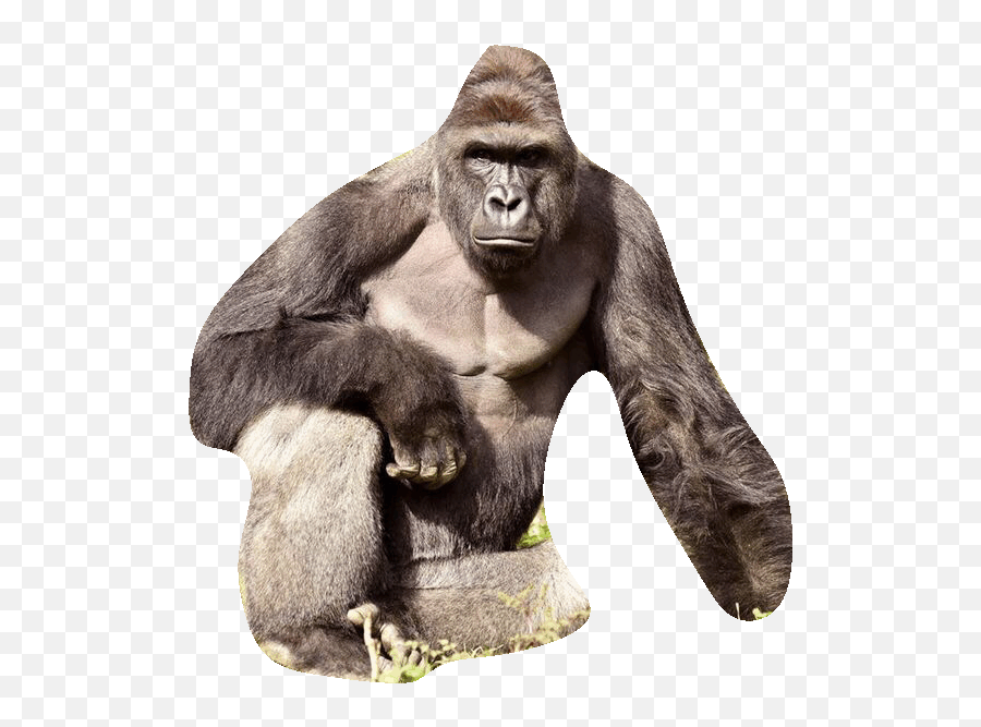 Gorilla Sticker For Ios Android Png Transparent Background