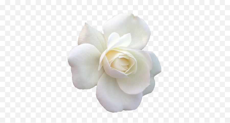 White Garden Roses Cabbage Rose Floribunda Png Transparent - White Rose,Cabbage Transparent Background
