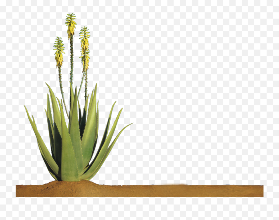 Cropped - Aloeverapng M Phm Nha Am Shop,Aloe Vera Png