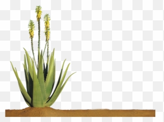 Cropped - Aloeverapng M Phm Nha Am Shop,Aloe Vera Png
