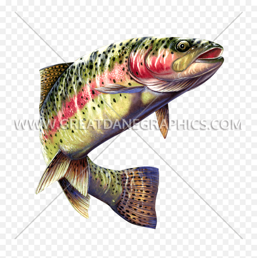 Color Pencil Drawing Of Rainbow Trout - Colors Of Rainbow Trout Png,Trout Png