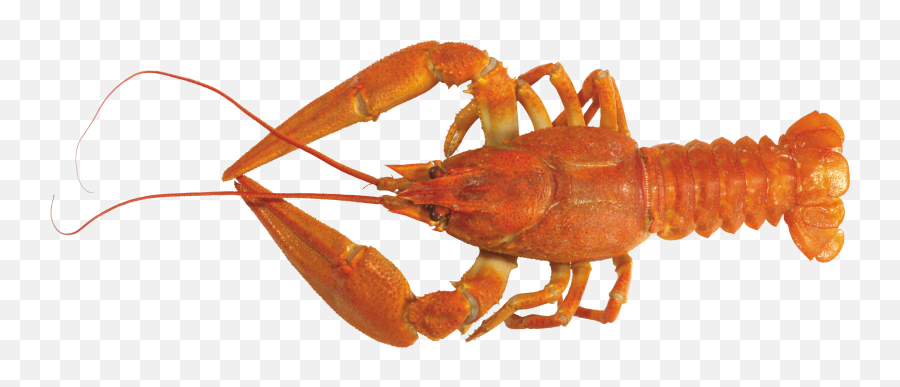 Lobster Png Images - High Resolution Lobster Hd,Lobster Png