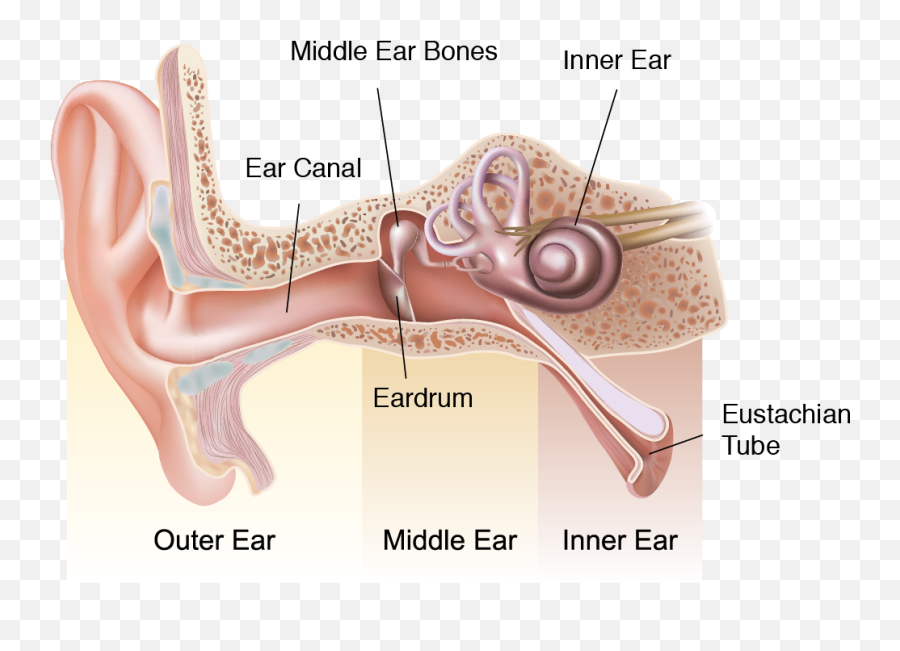 Cholesteatoma Chad Ruffin Md - Does My Ear Hurt When I Blow My Nose Png,Ear Transparent