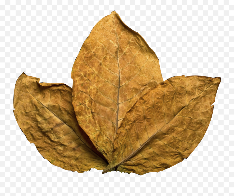 Download Tobacco Leaf - Tobacco Leaf No Background Png,Tobacco Leaf Png